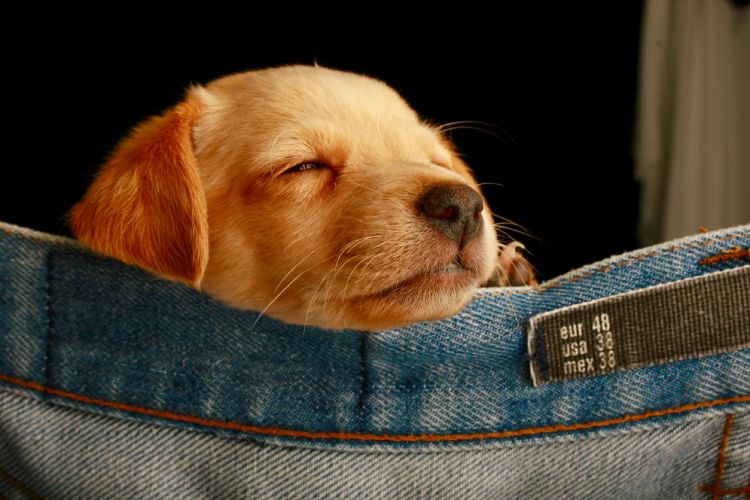 Quanto-dorme-un-cucciolo-di-cane